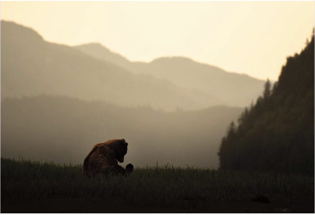 Photograph of young bear sitting in a meadow in the foreground with mountains in the background. All photos shot by David duChemin.